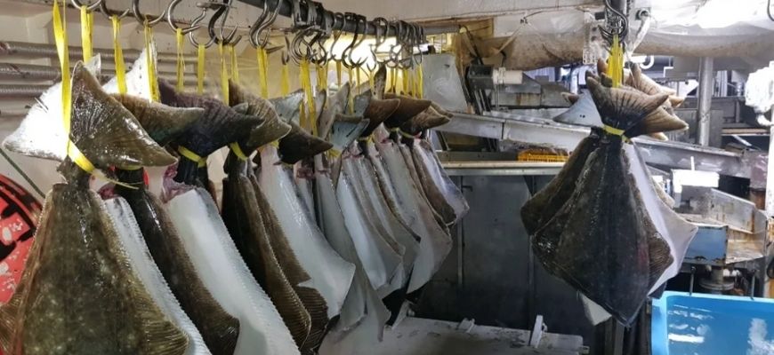 Где и как ловить палтуса