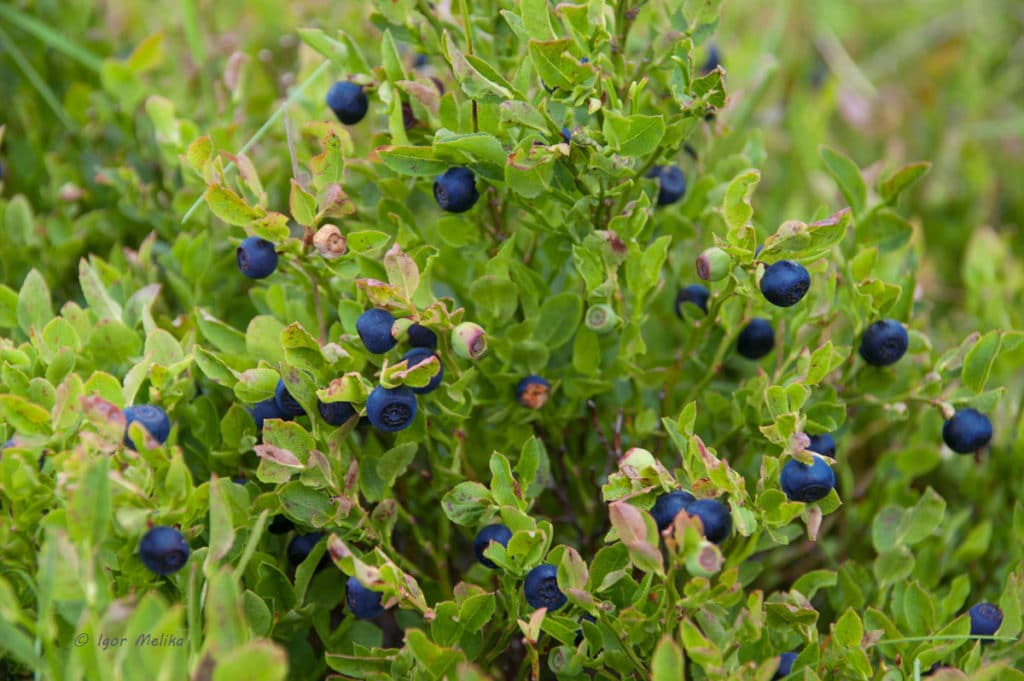 съедобные ягоды фото лесные ягоды съедобные названия и фото