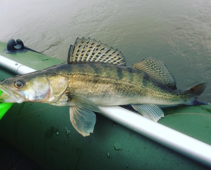 Мандула для рыбалки: (40+ фото), способы ловли, как сделать своими руками