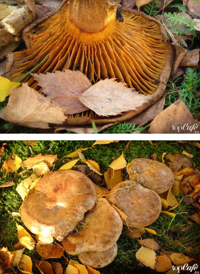 Paxillus involutus. CC0