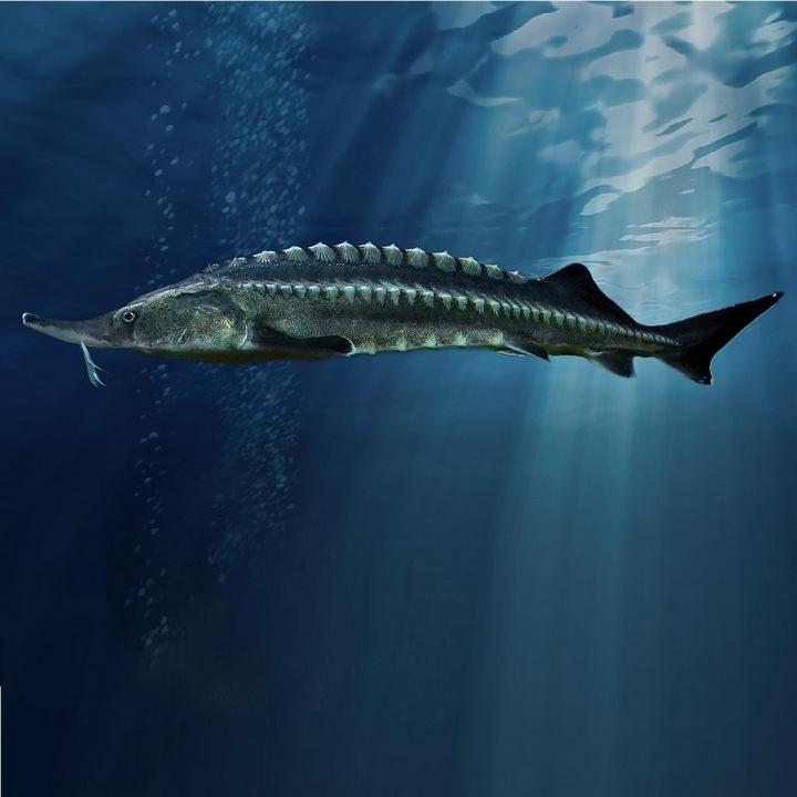 Рыба белуга Рыба белуга, фото