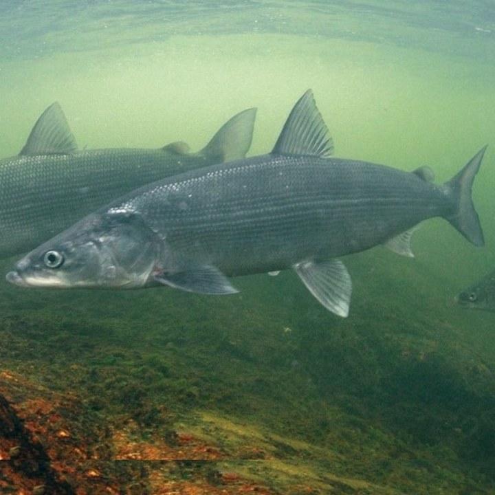 Рыба нельма Рыба Нельма, фото.