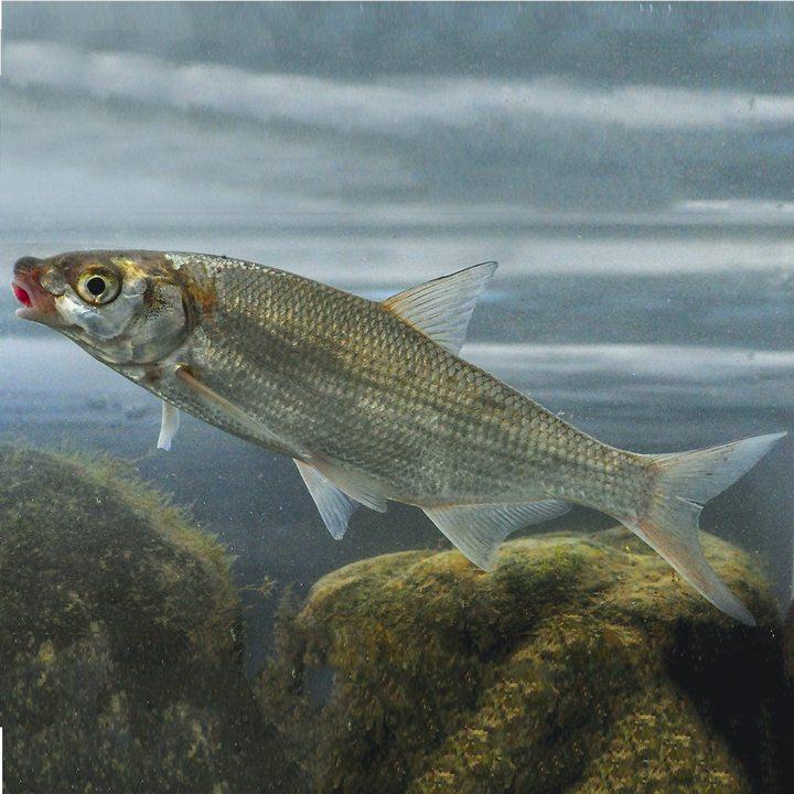 Карповая рыба, фото Песочник, фото.