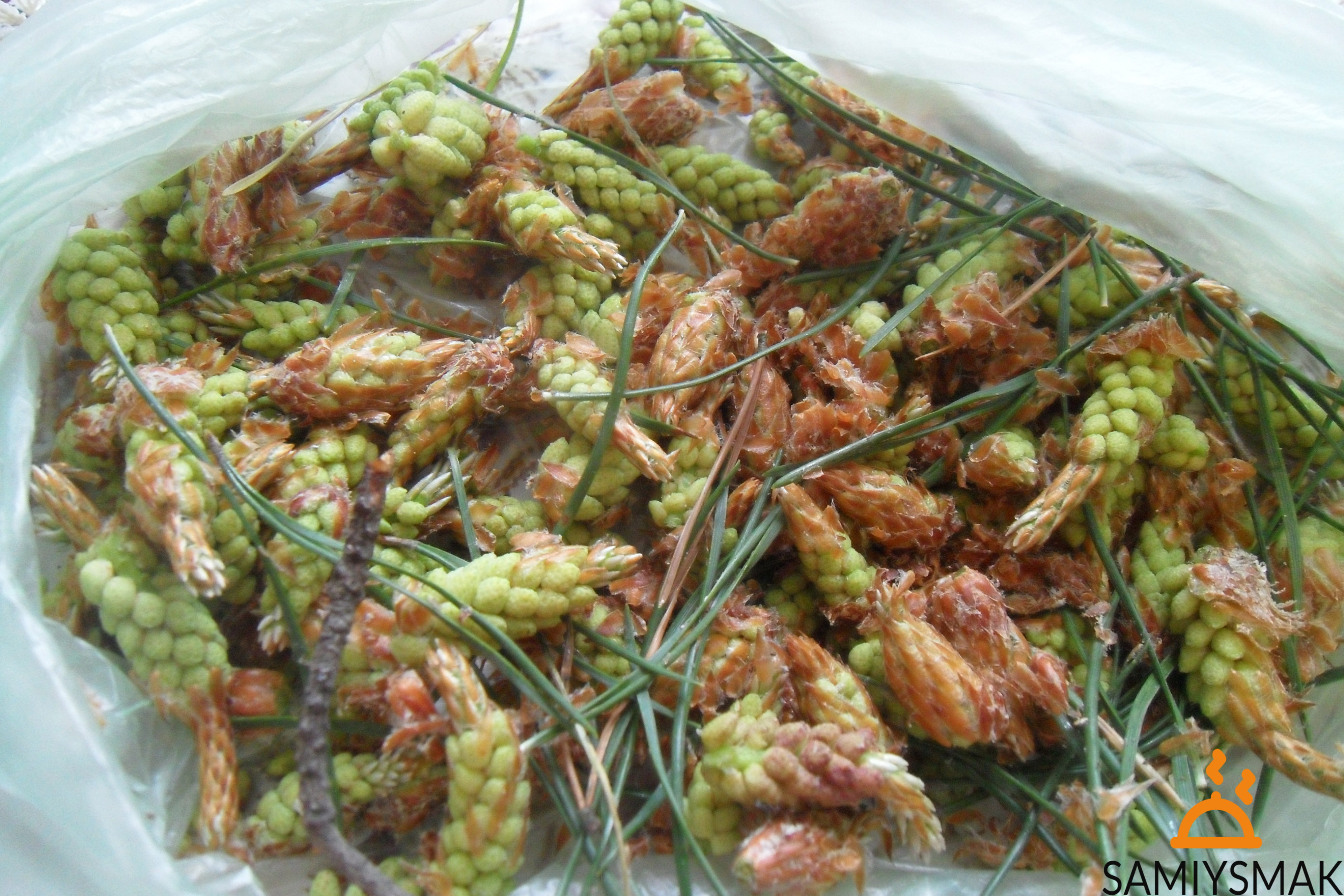 Варенье из сосновых побегов