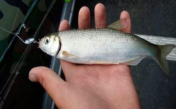 Шмия на Кубани