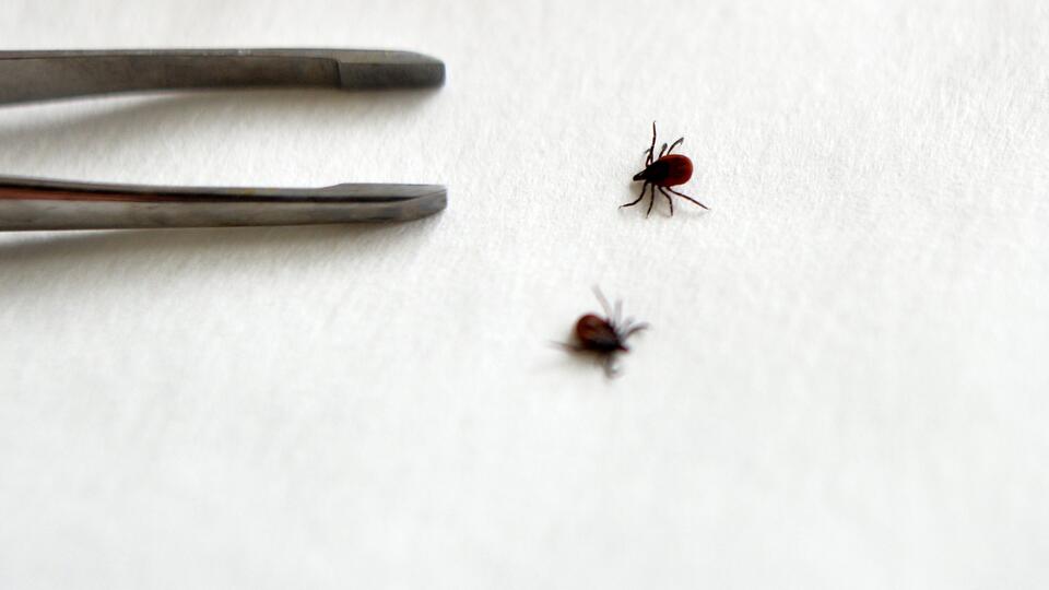 Все про клещей: фото видов, описание, как защититься, где сидят, как переносятся