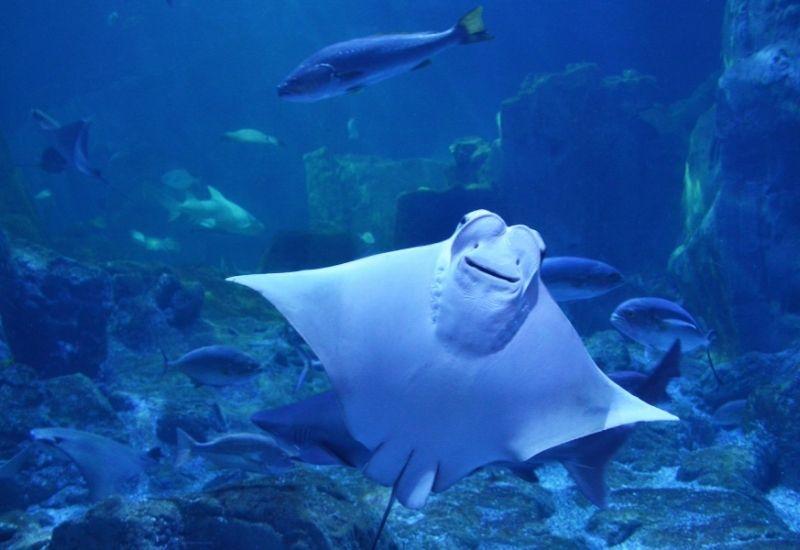 Стингрей Турция