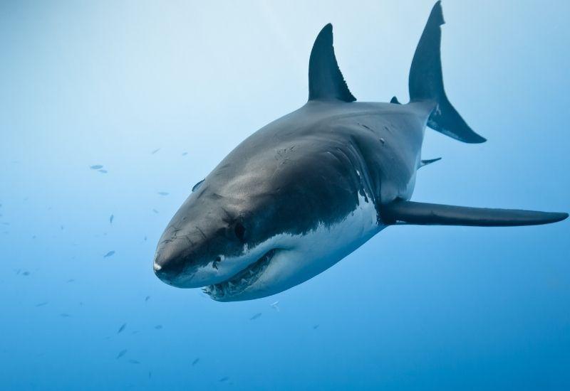 Большая белая акула
