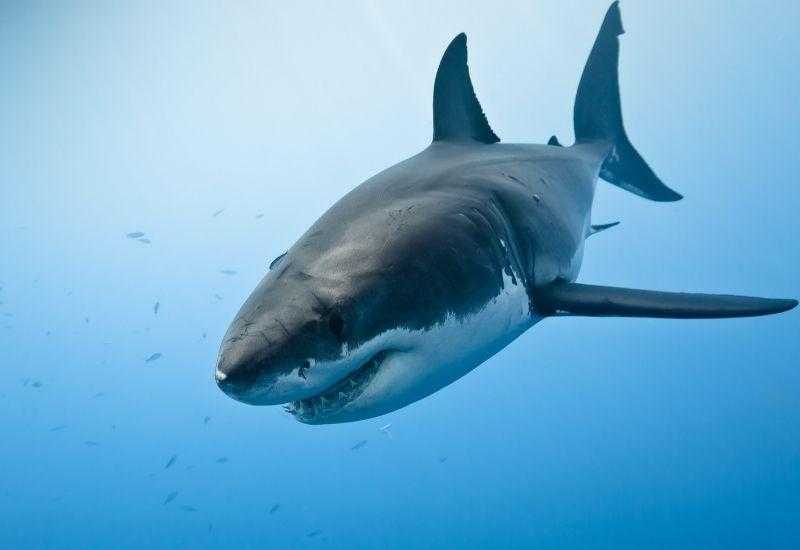 Большие белые акулы