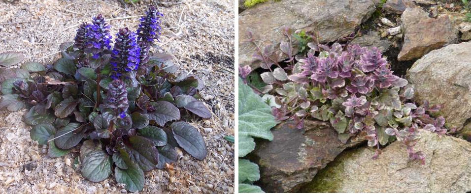 Прочный Аюга