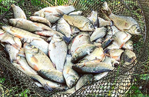 Рыбалка на поплавок +оснастка удочки для поплавочной ловли (весной, летом, зимой)