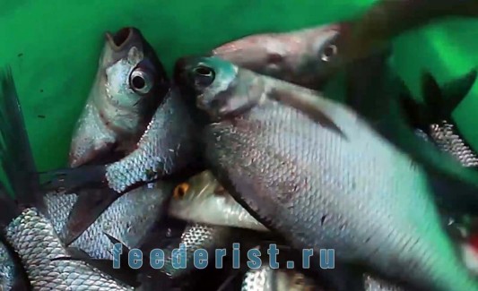 Мелкая рыба на фидер Мелкая рыба на фидер