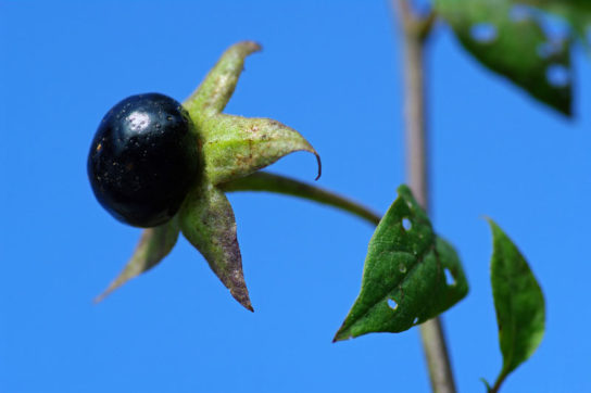 Лесные ягоды: съедобные и несъедобные в 2023 году (+ фото)