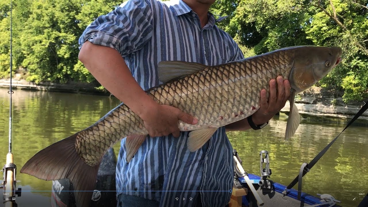 Как ловить белого амура на флэт фидер