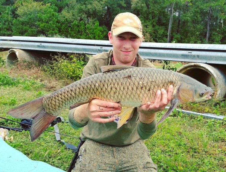 Как ловить белого амура на флэт фидер