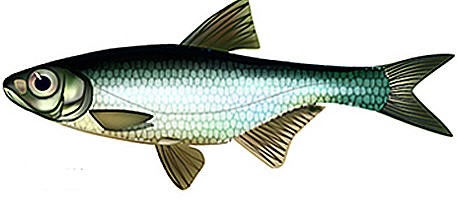 Фотография пескаря