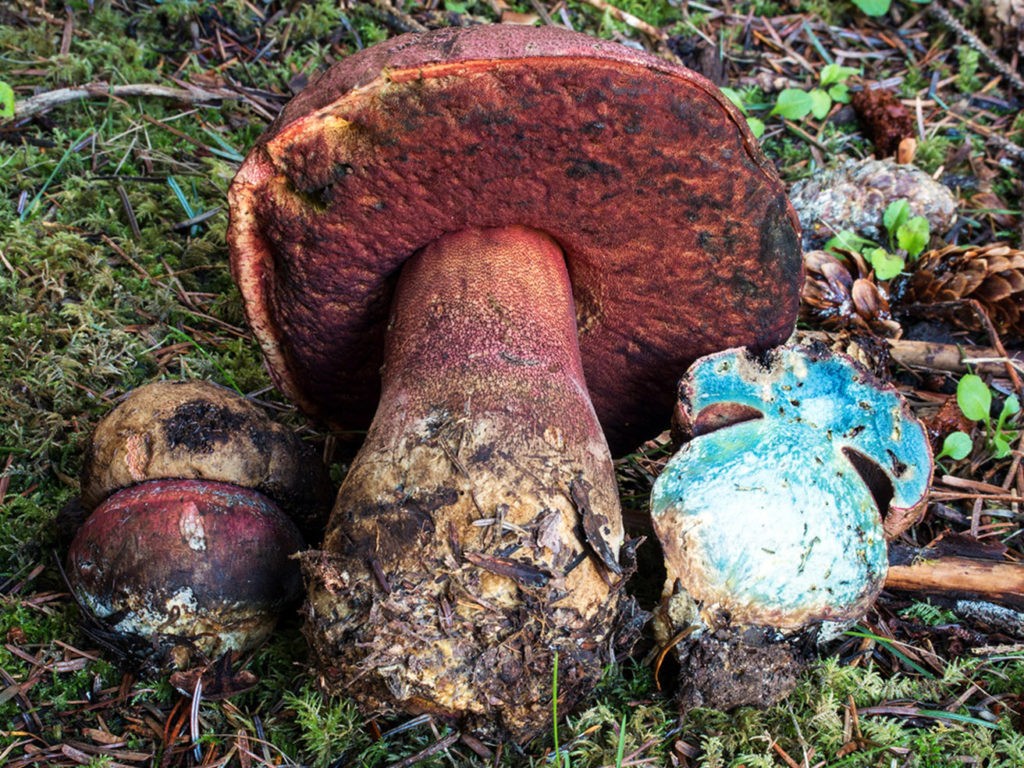 Boletus spp.