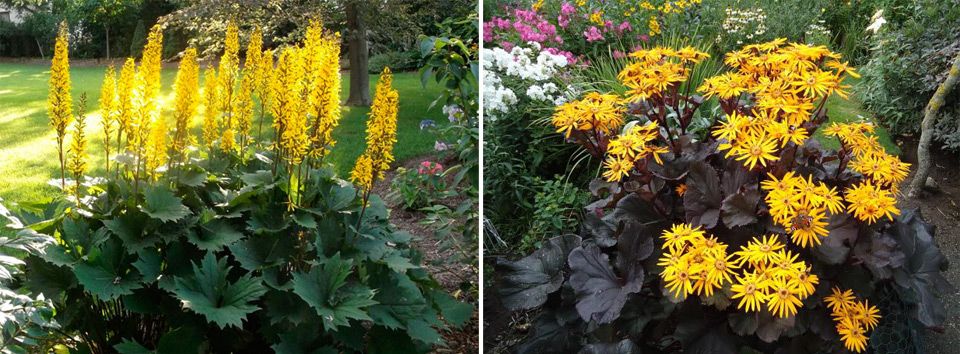 Морозостойкий цветок Бузульник