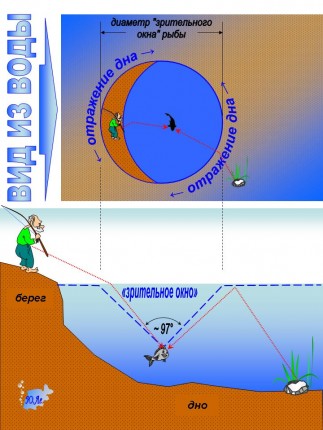 Через круг «зрительного окна» рыба видит предметы над водой, а за пределами этого круга - изображения объектов на дне и в толще воды, отраженные от её поверхности. как видит рыба