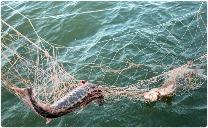 Что запрещено ловить Что запрещено ловить