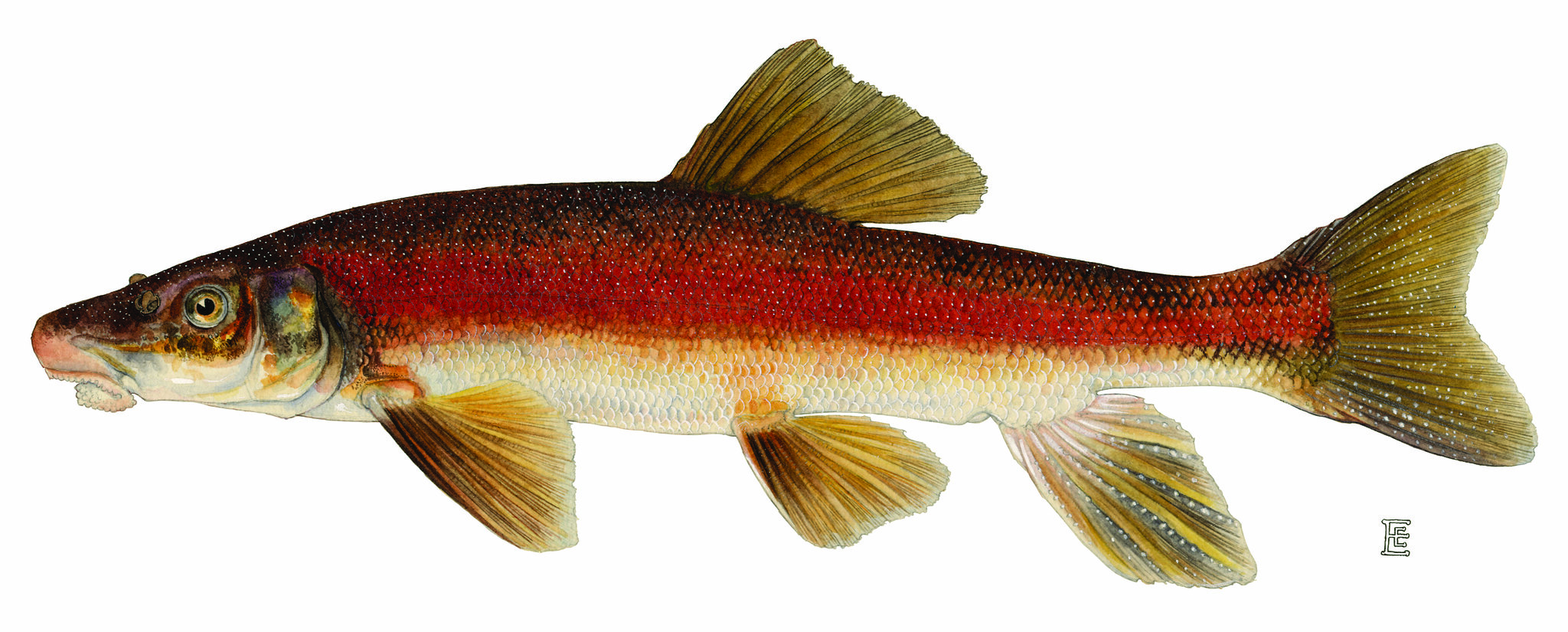 Чукучанская рыба