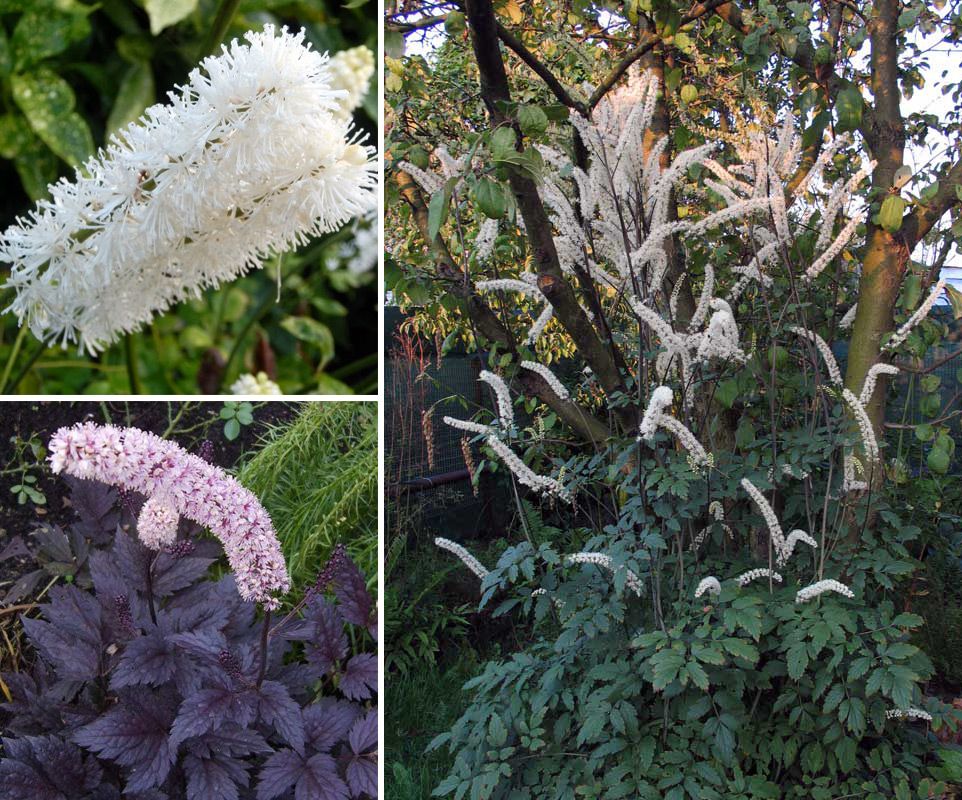 Клопогон кистевидный Цимицифуга