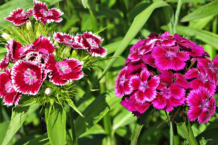 Турецкая гвоздика