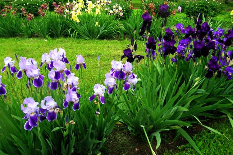 Ирис на даче