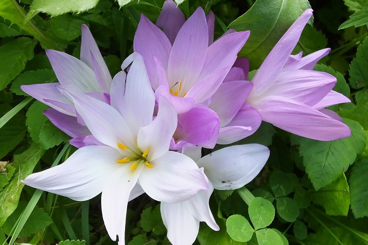 Безвременник