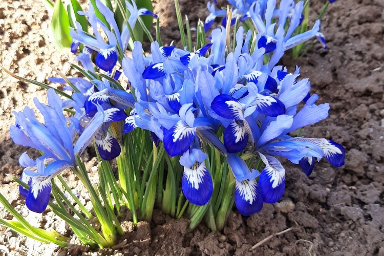 Иридодиктиум