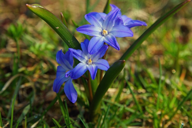 Хионодокс Люсилия