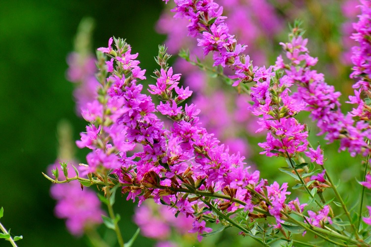 Плакун трава