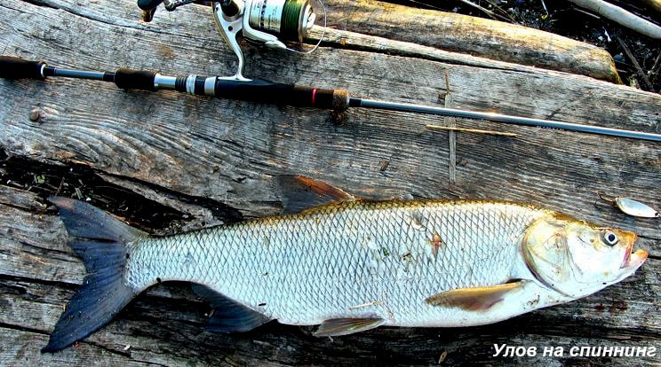 Ловля спиннингом
