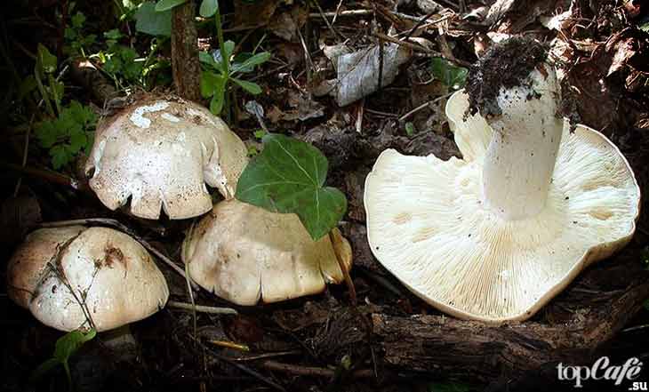 Entoloma sinuatum. CC0