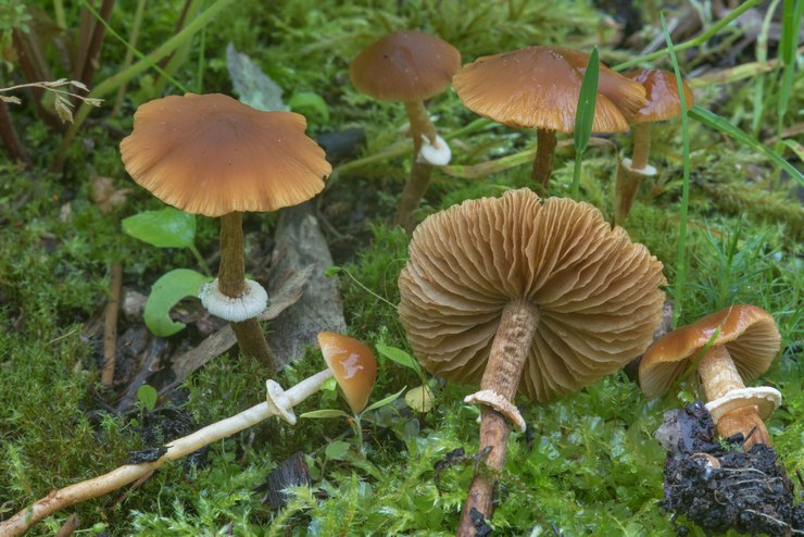 Фолиотина морщинистая