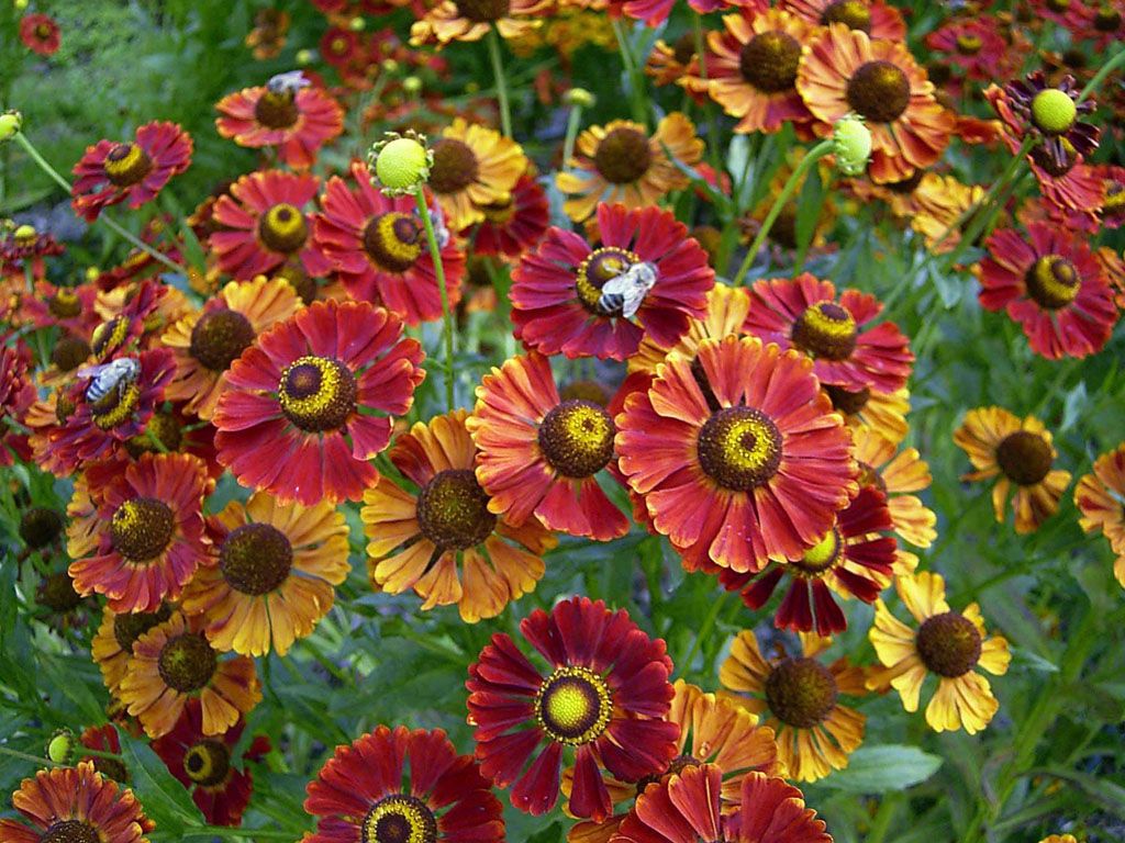 Красно-желтый вариант Гелениум