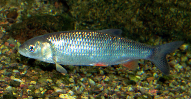 мелкая речная рыба - голавль