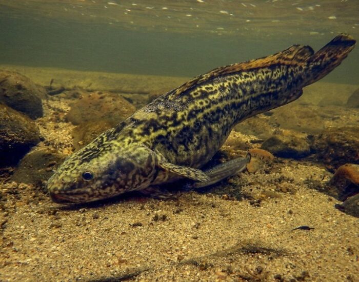 налим вырастает до огромных размеров