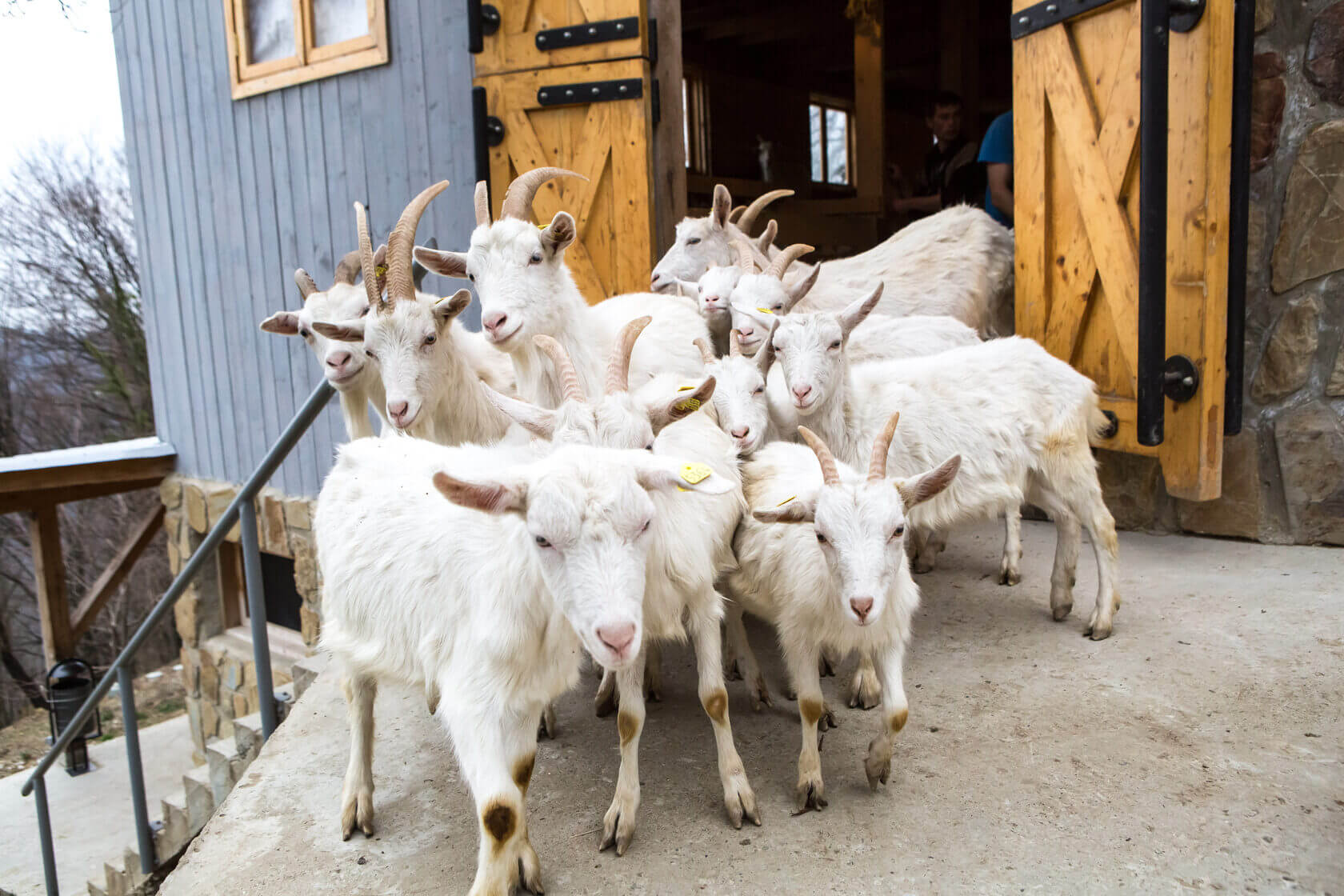 экскурсия на ферму Экзархо с конной прогулкой