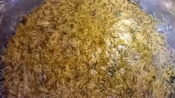 Как и сколько заваривать мед из одуванчиков