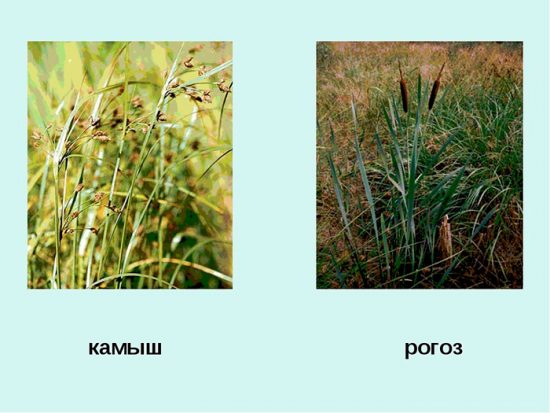 виды водных растений