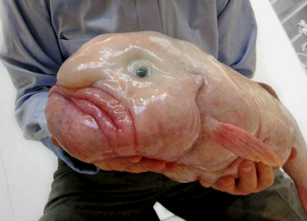 Капельная рыба Пятнистая рыба