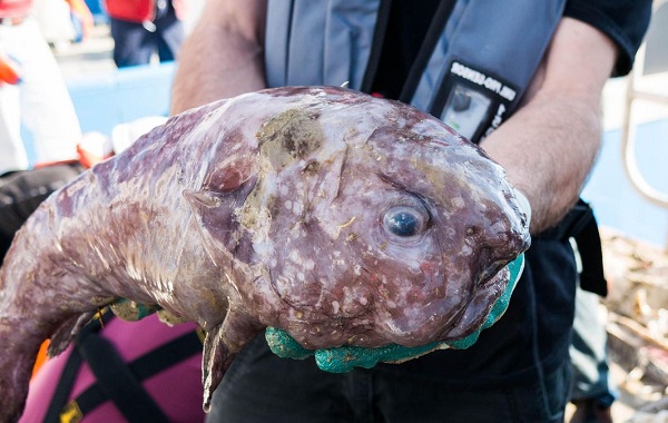 изображение упавшей рыбы