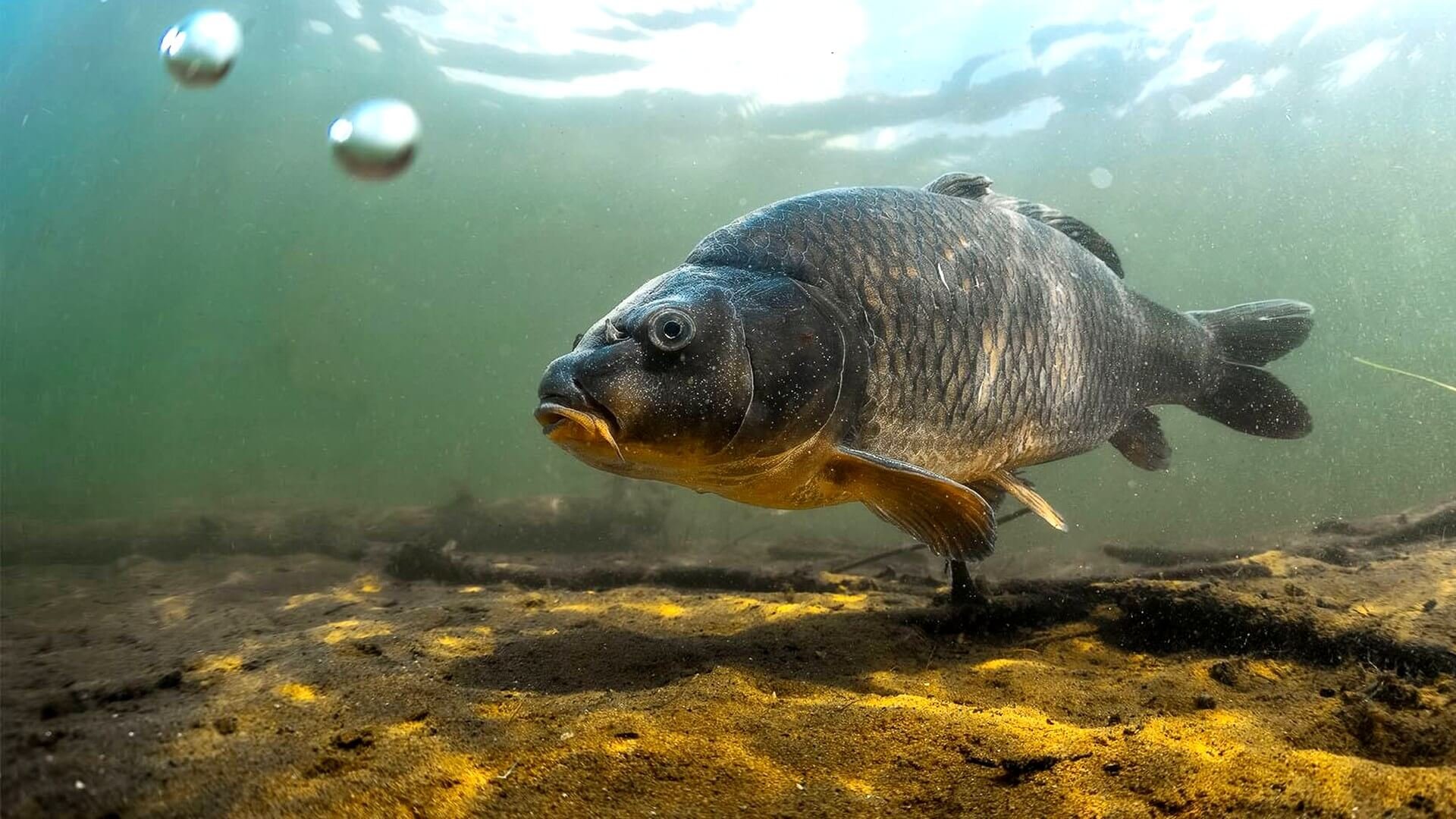 Рецепты прикормки для фидера своими руками