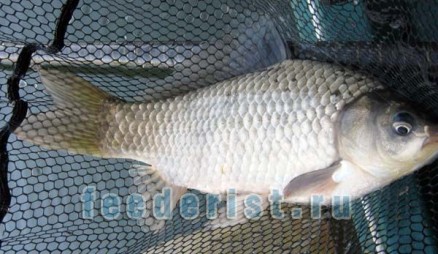 Ловля карася на фидер Карась на фидер