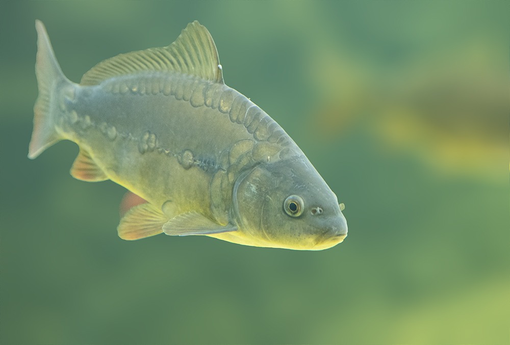 Перловка для рыбалки: как приготовить и насаживать