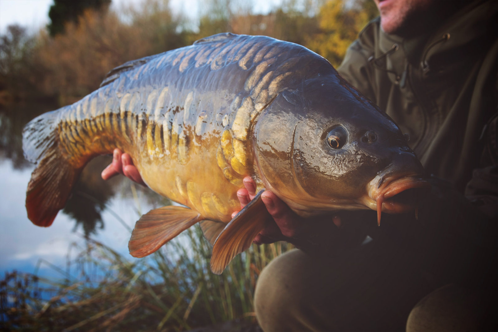 Оптимальное давление для ловли карпа. Лучшая погода и время карповой ловли.