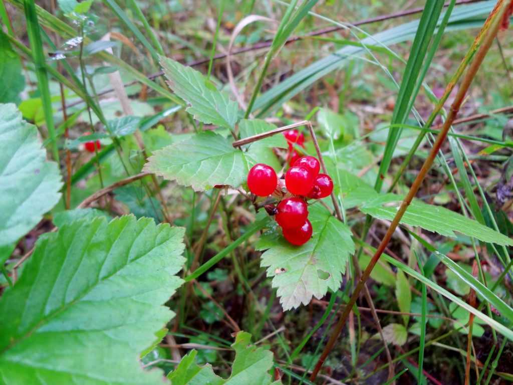 Лесные ягоды: съедобные и несъедобные в 2023 году (+ фото)