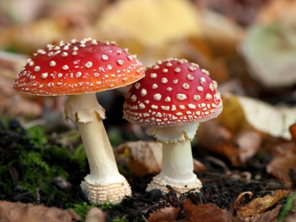 Традиционным представителем ядовитой бледной поганки является.