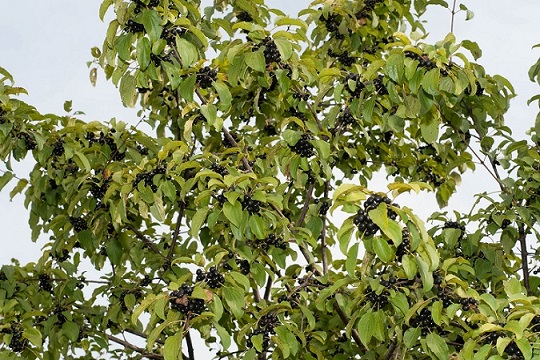 Лесные ягоды: съедобные и несъедобные в 2023 году (+ фото)